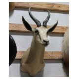 Springbuck Taxidermy Shoulder Mount