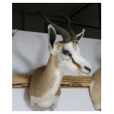 Springbuck Mount
