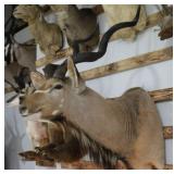 Greater Kudu