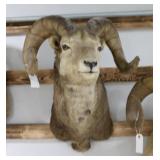 Stone Sheep Taxidermy Shoulder Mount
