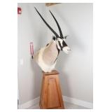 Painted Oryx Taxidermy Shoulder Mount