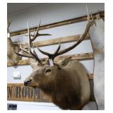 Rocky Mountain Elk Taxidermy Shoulder Mount