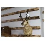 Taxidermy Pronghorn Antelope Mount