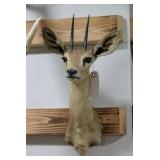 Steenbok Taxidermy Shoulder Mount