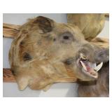Wild Boar