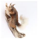 Aberts Squirrel Taxidermy Full Mount