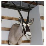 Gemsbuck Mount