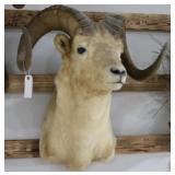 Doll Sheep Taxidermy Shoulder Mount