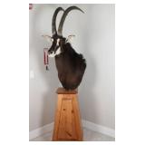 Sable Taxidermy Shoulder Mount