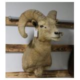 Desert Big Horn Sheep Taxidermy Shoulder Mount