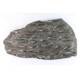 Fossiliferous Limestone Slab with Marine Animals