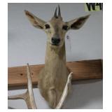 Duiker Taxidermy Shoulder Mount