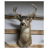 White Tail Deer Taxidermy Shoulder Mount