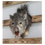 Javelina Mount