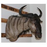 Blue Wildebeast Mount