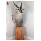 Eland Taxidermy Shoulder Mount