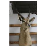 Waterbuck Taxidermy Shoulder Mount