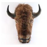 Shoulder Mounted Buffalo