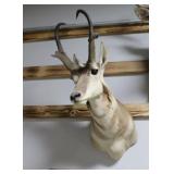Pronghorn Antelope Taxidermy Shoulder Mount