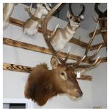 Bull Elk Taxidermy Shoulder Mount
