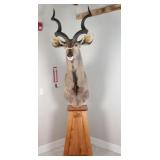 Greater Kudu Mount