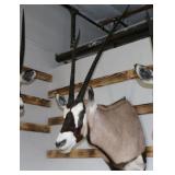 Gemsbuck Mount
