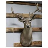 Coos White Tail Deer Taxidermy Shoulder Mount