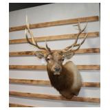 Taxidermy Elk Shoulder Mount