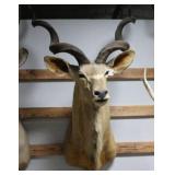 Kudu Taxidermy Shoulder Mount