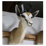 Springbuck Mount