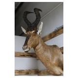 Hartebeest Mount
