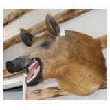 Taxidermy Boar Mount