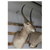 Waterbuck Mount