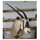 Gemsbok Taxidermy Shoulder Mount