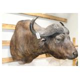 Taxidermy Water Buffalo Mount