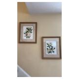 Two framed prints of magnolias, signed in