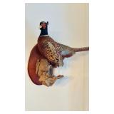 Antique taxidermy male pheasant, mounted on a
