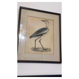 Antique framed book plate of a seagull type bird,