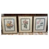 3 Vintage Framed Colorful Botanical Prints