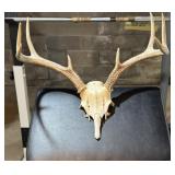 8 Point Whitetail  Deer Partial Scull & Antlers