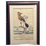 Antique Hand Colored Print "Common Jay"  W Goodall