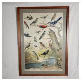Bird Print - 1898 Mass Audubon Society