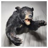 Antique Black Bear Upper Body Mount  - Attacking!