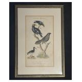 Antique Hand Colored Ornithological Print