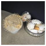 Puffer fish and sea shell collection