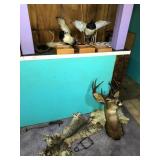 Taxidermy Deer Ducks Furs Certificates