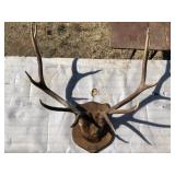 Large Mounted Antlers Taxidermy