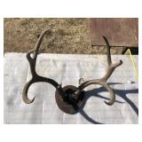 Mounted Antler Taxidermy