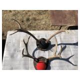 2 Mounted Antlers
