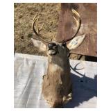 Taxidermy Deer Shoulder Mount